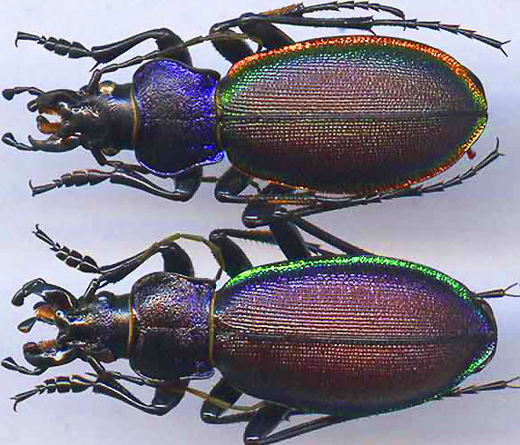 http://www.gorodinski.ru/carabus/Megodontus sajanus.jpg